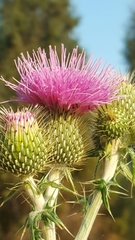 Cirsium rhaphilepis
