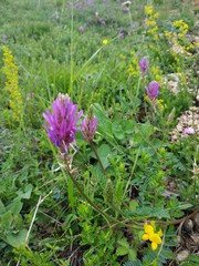 Astragalus onobrychis