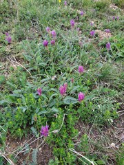 Astragalus onobrychis