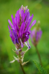 Astragalus onobrychis