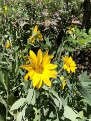 Wyethia arizonica