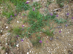 Astragalus onobrychis