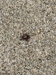 Dermacentor occidentalis