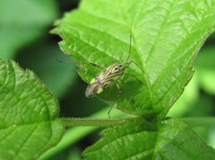 Closterotomus costae