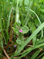Glechoma hederacea