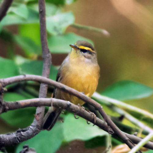 Sulphur-bellied Warbler