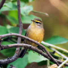 Sulphur-Bellied Warbler photo 4