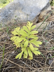 Hydrophyllum capitatum