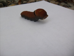 Papilio multicaudata