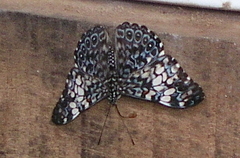 Hamadryas amphinome amphinome