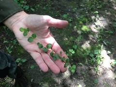 Lysimachia nummularia