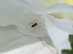 Arachnida