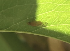 Homoneura occidentalis