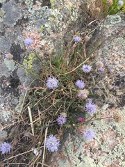Jasione