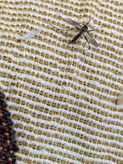 Aedes albopictus