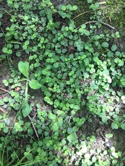 Lysimachia nummularia
