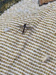 Aedes albopictus