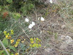 Convolvulus holosericeus