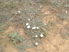 Convolvulus holosericeus