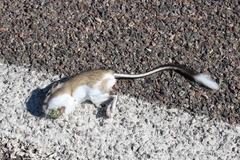 Dipodomys spectabilis