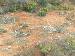 Convolvulus holosericeus