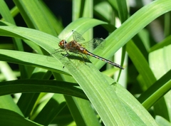Dorocordulia lepida