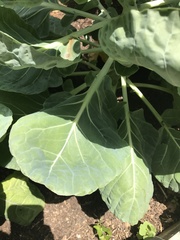 Brassica oleracea gemmifera