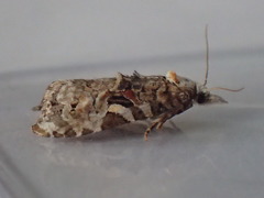 Phtheochroa rugosana