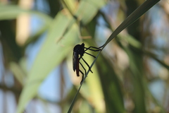 Archilestris magnificus