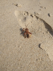 Spathophora