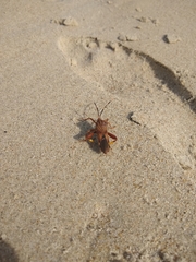 Spathophora