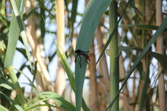 Archilestris magnificus