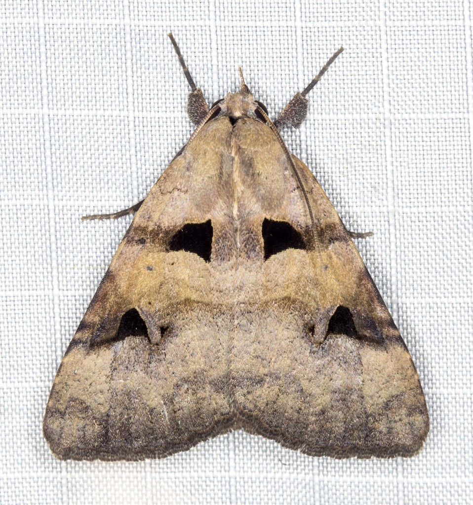 Avatha
