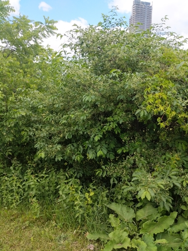 Image of Euonymus hamiltonianus by (c) Tyler Smith, some rights reserved (CC BY-SA)