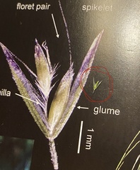 Deschampsia elongata