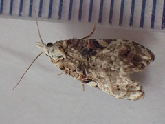 Phtheochroa rugosana