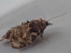 Phtheochroa rugosana