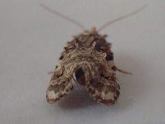 Phtheochroa rugosana
