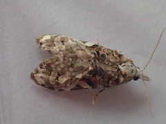 Phtheochroa rugosana