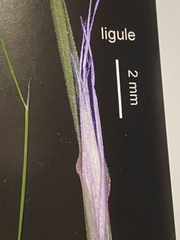 Deschampsia elongata