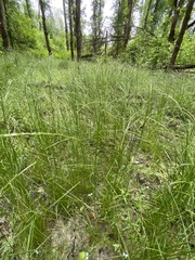 Deschampsia elongata