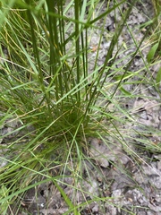 Deschampsia elongata