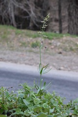 Fritillaria brandegeei