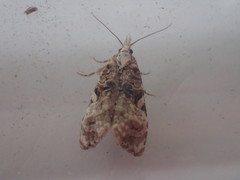 Phtheochroa rugosana