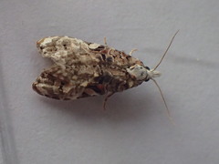 Phtheochroa rugosana
