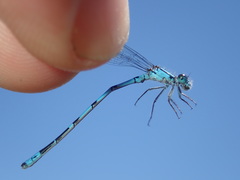 Enallagma laterale