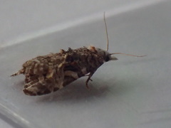Phtheochroa rugosana