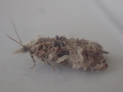 Phtheochroa rugosana