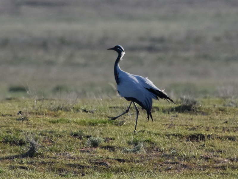 Demoiselle Crane