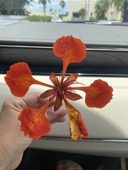 Delonix regia